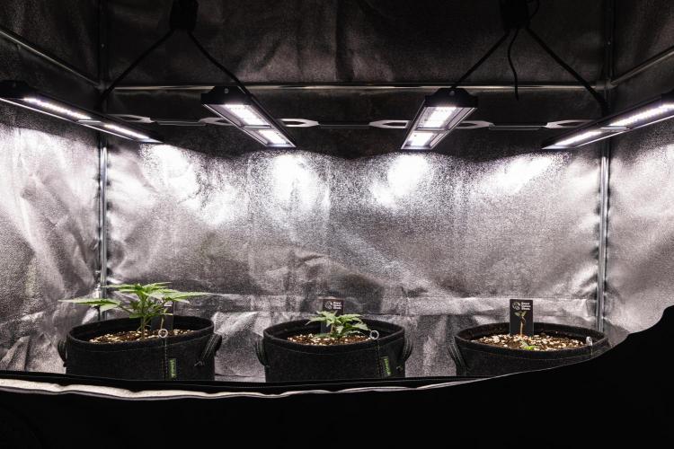 Mexican Rush - Farm #22. Week 1 - Butterflies Little Farm - Week 1.