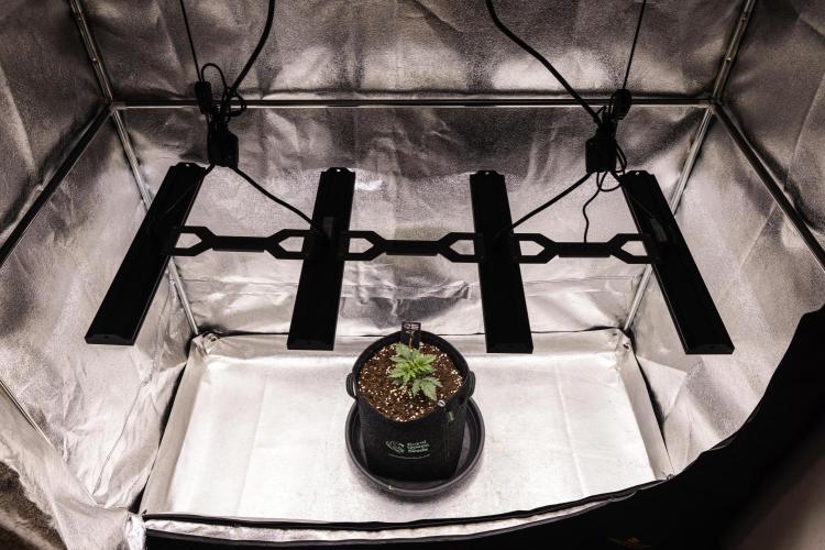 Mexican Rush - Farm #22. Week 1 - Mexican Rush - Day 7.