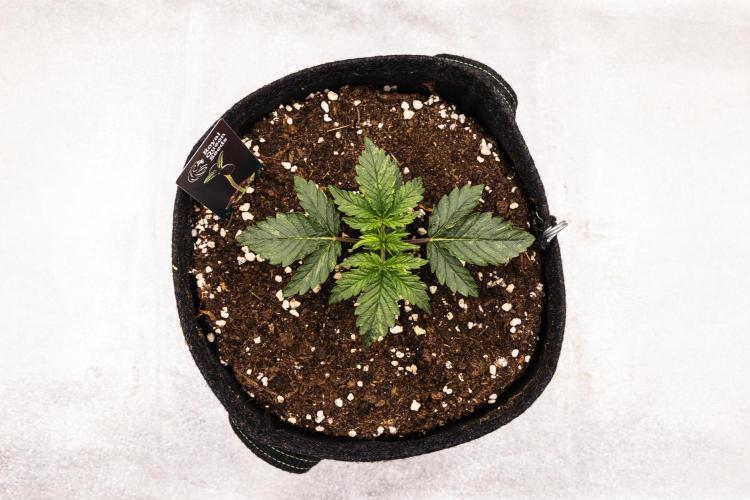 Mexican Rush - Farm #22. Week 1 - Mexican Rush - Day 7.