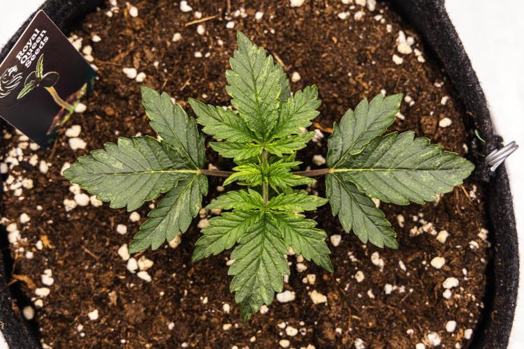 Mexican Rush - Farm #22. Week 1 - Mexican Rush - Day 7.