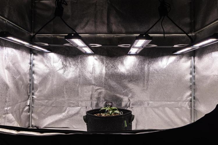 Mexican Rush - Farm #22. Week 1 - Mexican Rush - Day 7.
