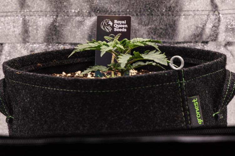 Mexican Rush - Farm #22. Week 1 - Mexican Rush - Day 7.