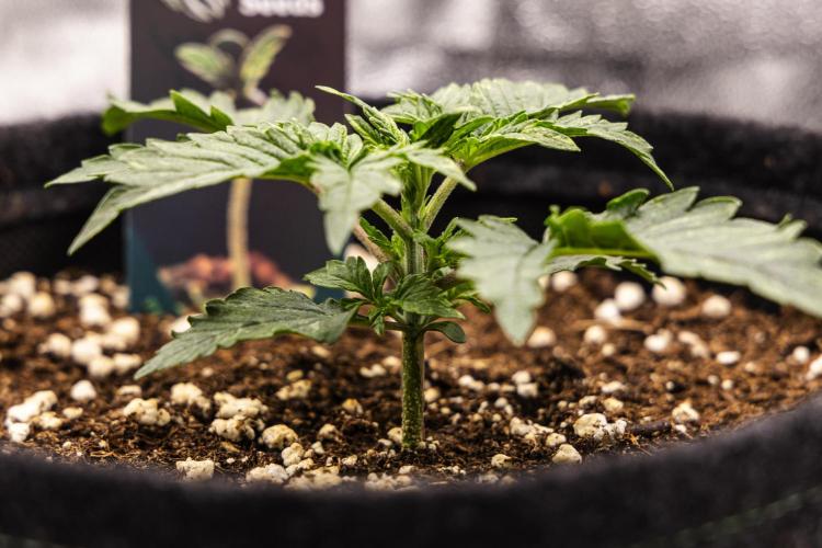 Mexican Rush - Farm #22. Week 1 - Mexican Rush - Day 7.