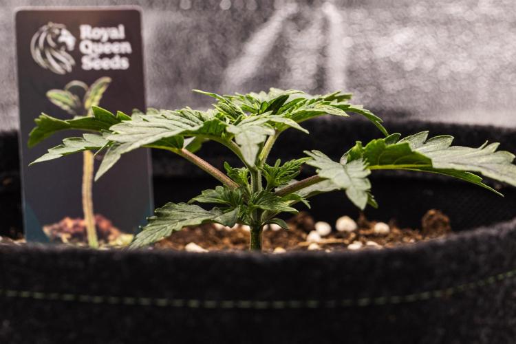 Mexican Rush - Farm #22. Week 1 - Mexican Rush - Day 7.