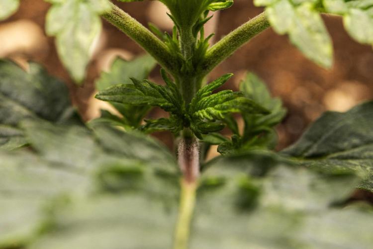 Mexican Rush - Farm #22. Week 1 - Mexican Rush - Day 7.