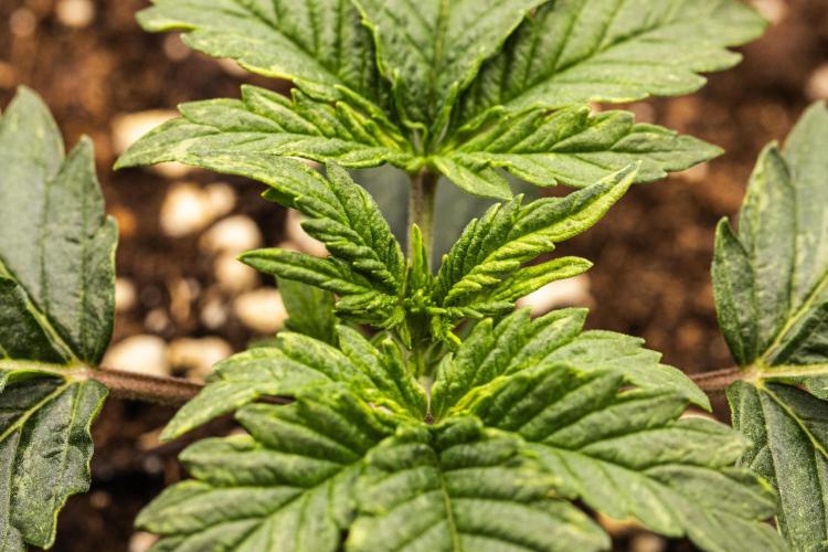 Mexican Rush - Farm #22. Week 1 - Mexican Rush - Day 7.