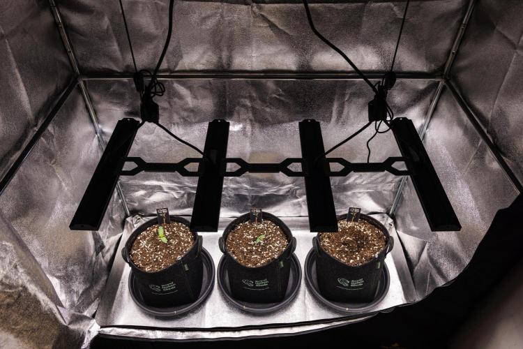 Apple Fritter - Farm #22. Week 1 - Butterflies Little Farm - Week 1.