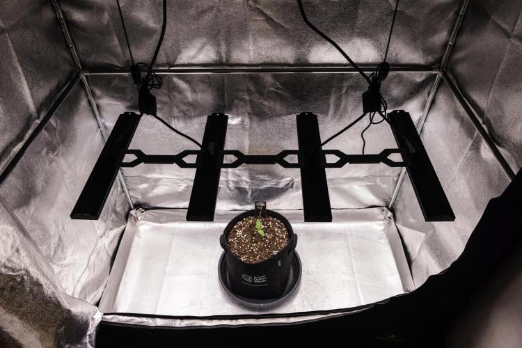 Apple Fritter - Farm #22. Week 1 - Apple Fritter - Day 1.
