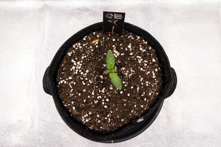 Apple Fritter - Farm #22. Week 1 - Apple Fritter - Day 1.