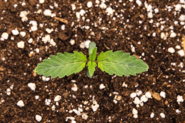 Apple Fritter - Farm #22. Week 1 - Apple Fritter - Day 1.