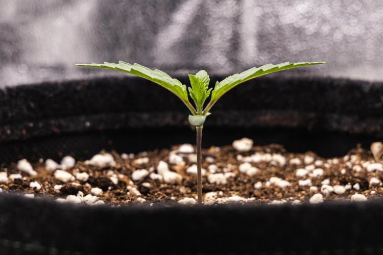 Apple Fritter - Farm #22. Week 1 - Apple Fritter - Day 1.