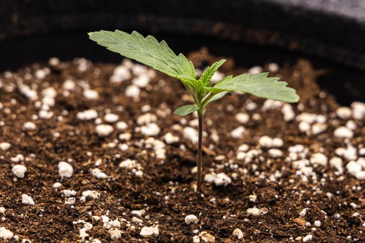 Apple Fritter - Farm #22. Week 1 - Apple Fritter - Day 1.
