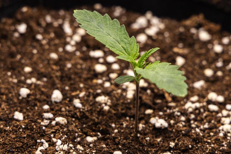 Apple Fritter - Farm #22. Week 1 - Apple Fritter - Day 1.