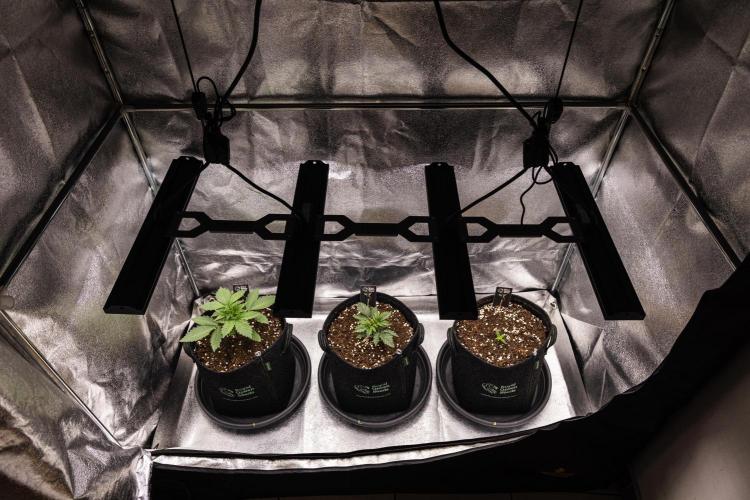 Apple Fritter - Farm #22. Week 1 - Butterflies Little Farm - Week 1.