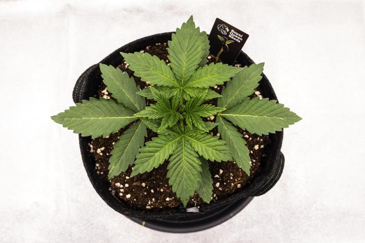 Apple Fritter - Farm #22. Week 1 - Apple Fritter - Day 7.