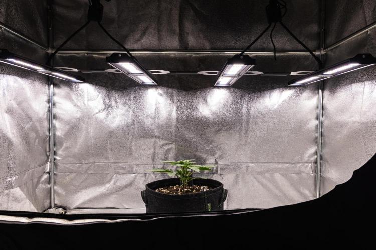 Apple Fritter - Farm #22. Week 1 - Apple Fritter - Day 7.
