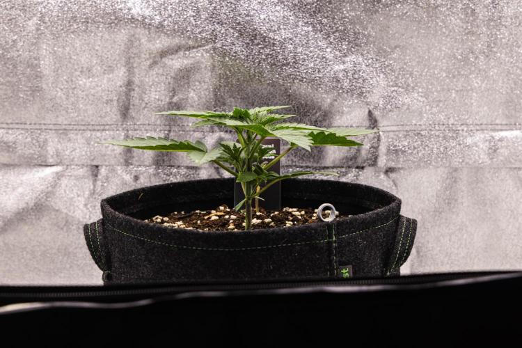 Apple Fritter - Farm #22. Week 1 - Apple Fritter - Day 7.