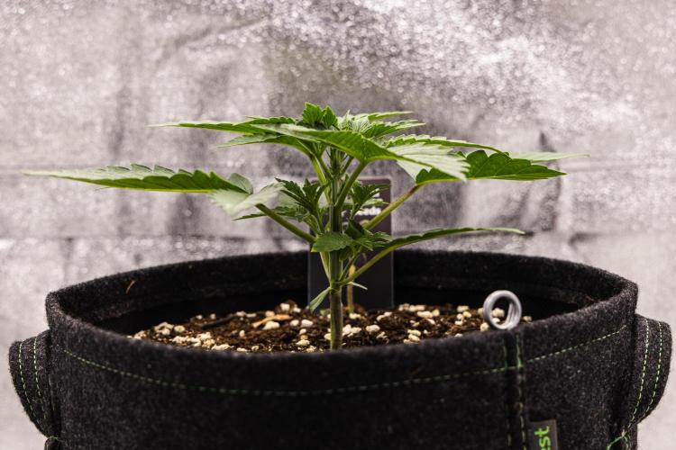 Apple Fritter - Farm #22. Week 1 - Apple Fritter - Day 7.