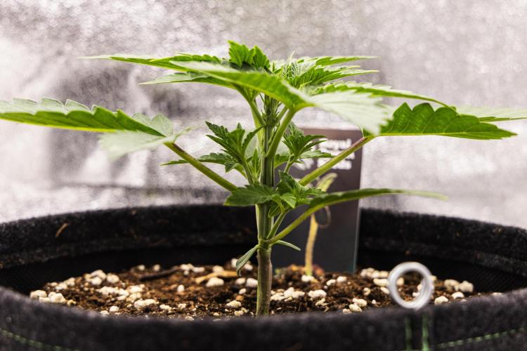 Apple Fritter - Farm #22. Week 1 - Apple Fritter - Day 7.
