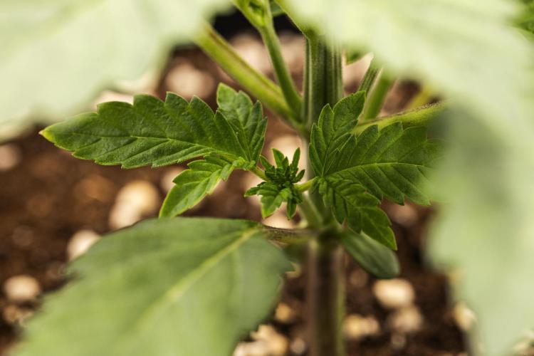 Apple Fritter - Farm #22. Week 1 - Apple Fritter - Day 7.