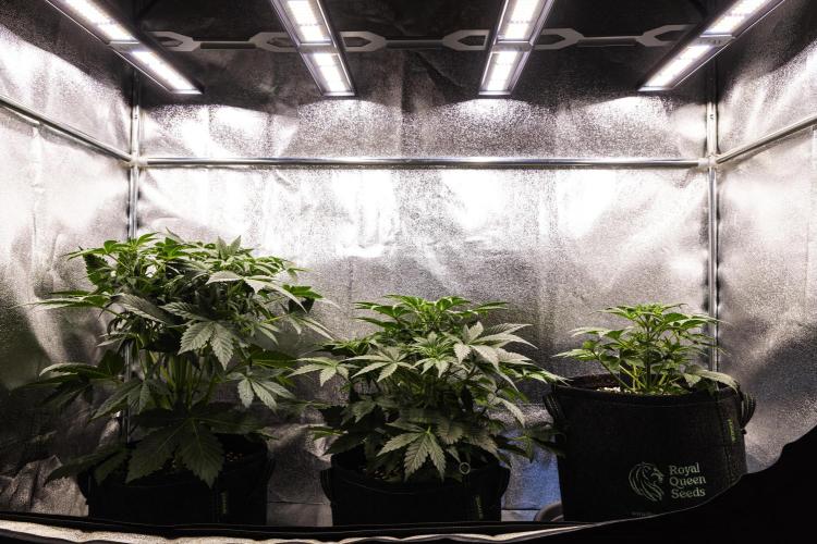 Royal Cheese - Farm #22. Week 2 - Butterflies Little Farm - Week 2.