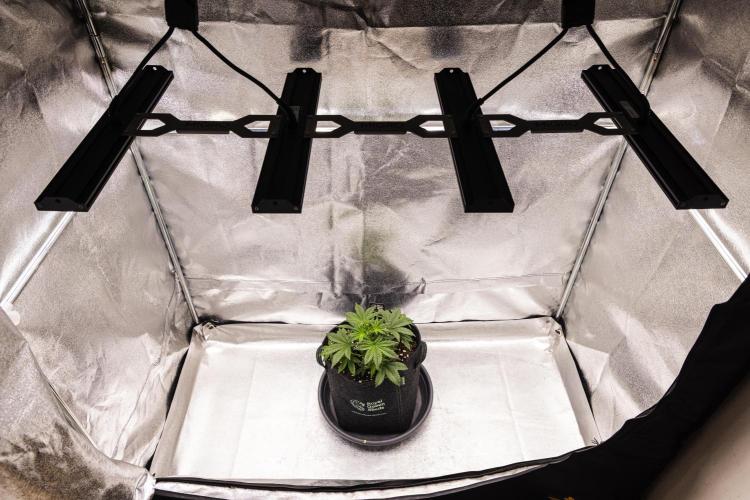 Royal Cheese - Farm #22. Week 2 - Royal Cheese - Day 14.