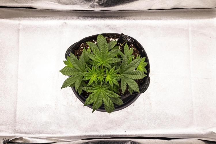Royal Cheese - Farm #22. Week 2 - Royal Cheese - Day 14.