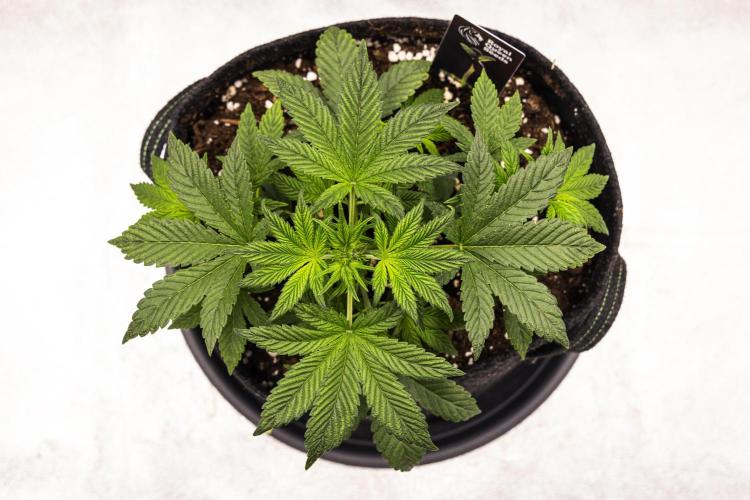 Royal Cheese - Farm #22. Week 2 - Royal Cheese - Day 14.