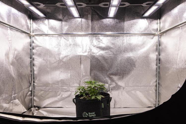 Royal Cheese - Farm #22. Week 2 - Royal Cheese - Day 14.
