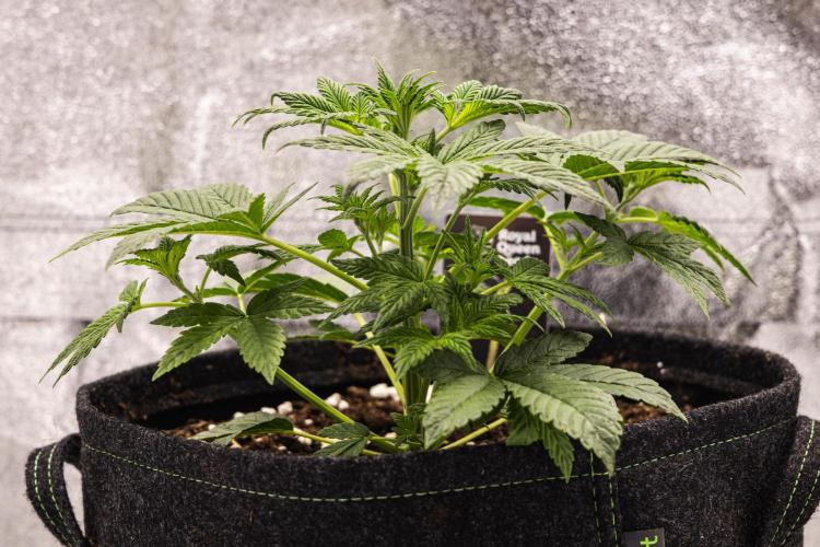 Royal Cheese - Farm #22. Week 2 - Royal Cheese - Day 14.