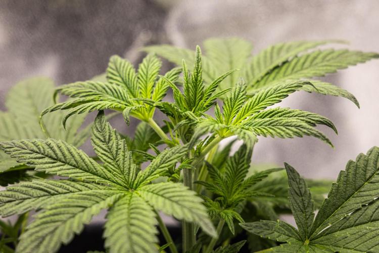 Royal Cheese - Farm #22. Week 2 - Royal Cheese - Day 14.