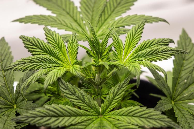 Royal Cheese - Farm #22. Week 2 - Royal Cheese - Day 14.