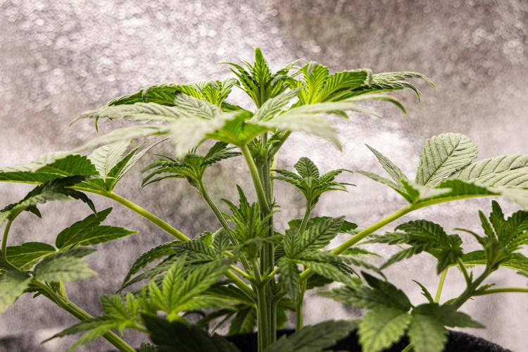 Royal Cheese - Farm #22. Week 2 - Royal Cheese - Day 14.