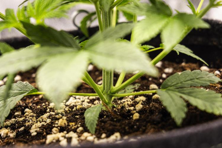 Royal Cheese - Farm #22. Week 2 - Royal Cheese - Day 14.