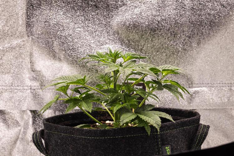 Royal Cheese - Farm #22. Week 2 - Royal Cheese - Day 14.
