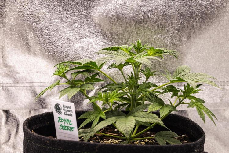 Royal Cheese - Farm #22. Week 2 - Royal Cheese - Day 14.