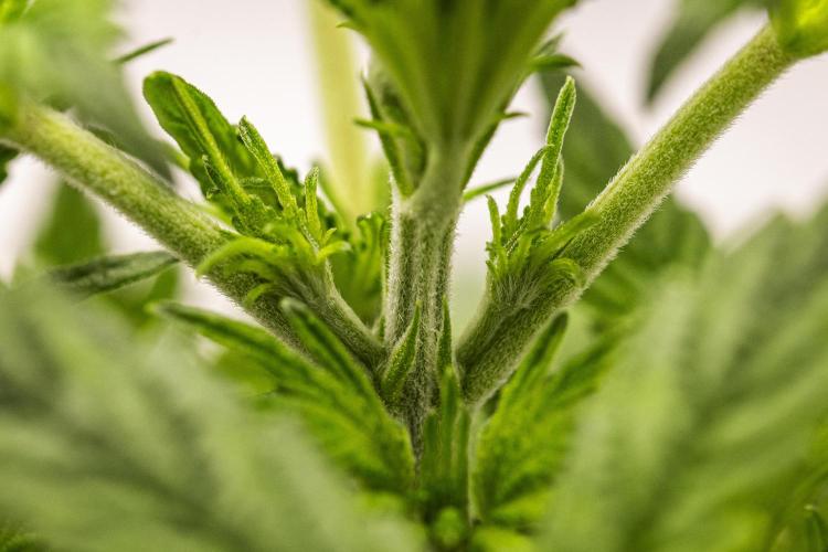 Royal Cheese - Farm #22. Week 2 - Royal Cheese - Day 14.