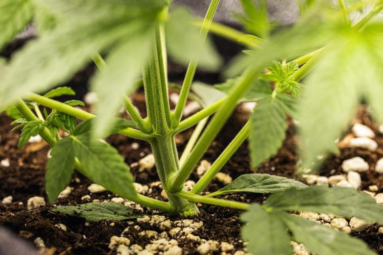 Royal Cheese - Farm #22. Week 2 - Royal Cheese - Day 14.