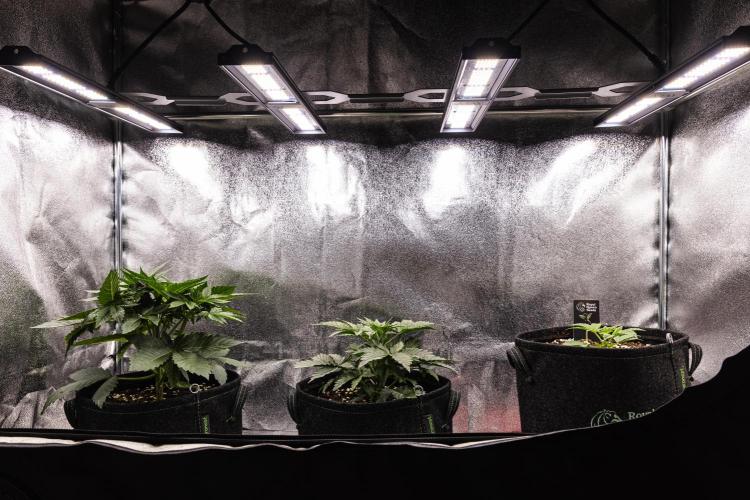Mexican Rush - Farm #22. Week 2 - Butterflies Little Farm - Week 2.