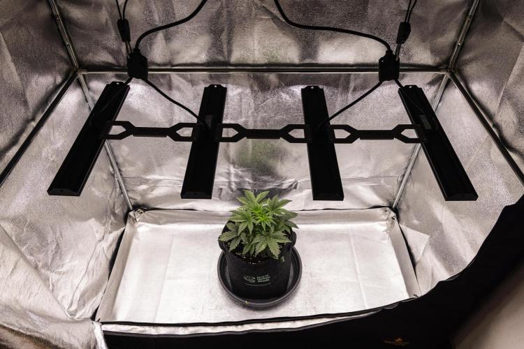 Mexican Rush - Farm #22. Week 2 - Mexican Rush - Day 14.