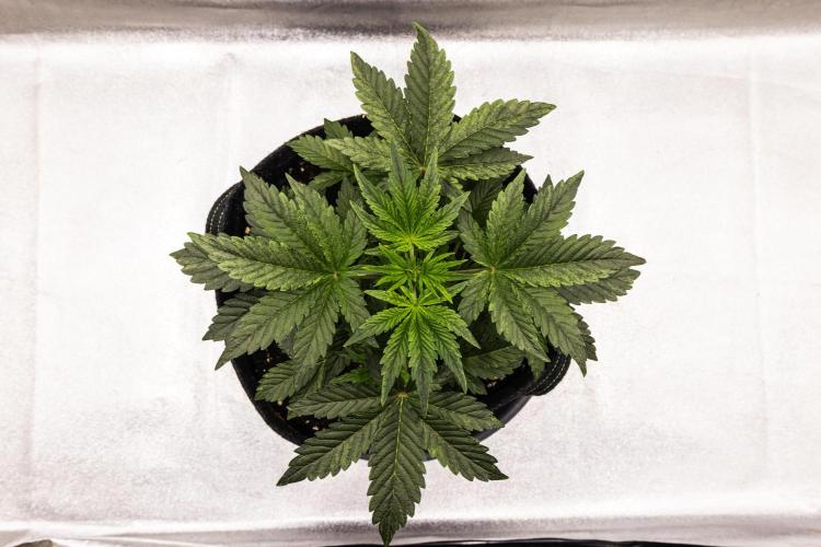Mexican Rush - Farm #22. Week 2 - Mexican Rush - Day 14.
