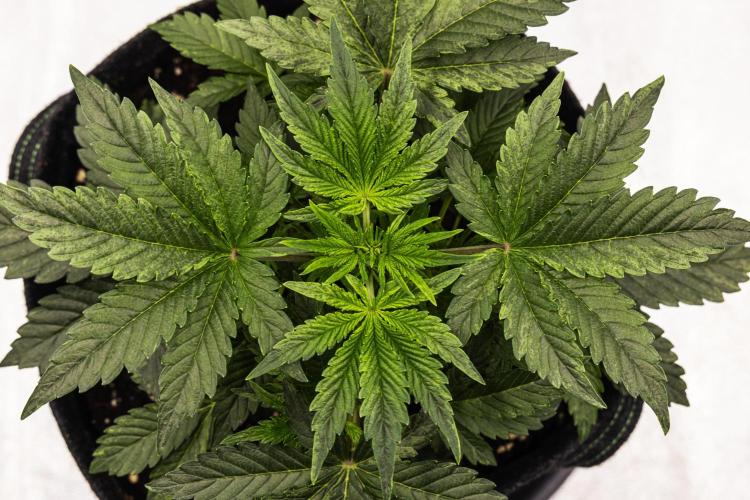Mexican Rush - Farm #22. Week 2 - Mexican Rush - Day 14.