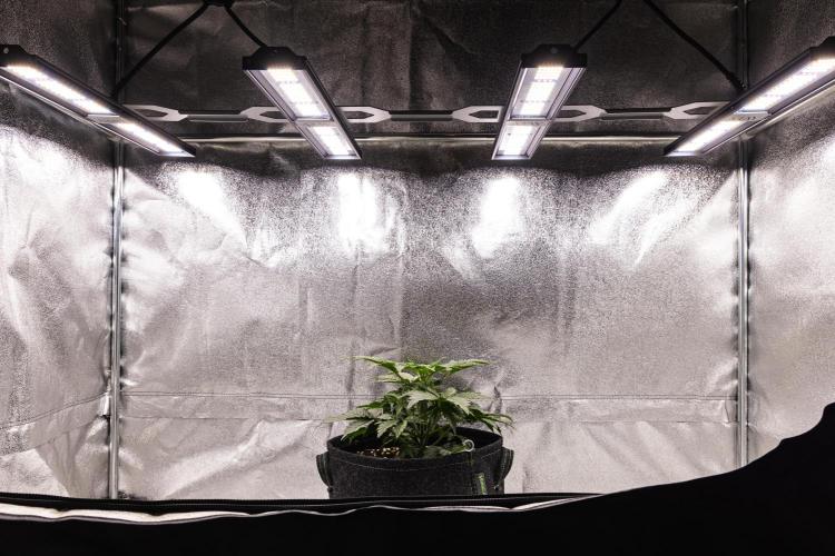 Mexican Rush - Farm #22. Week 2 - Mexican Rush - Day 14.