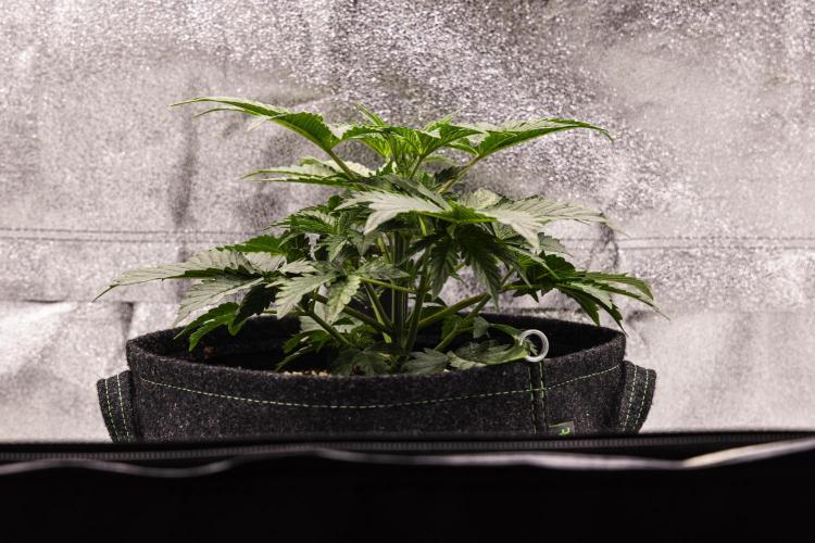 Mexican Rush - Farm #22. Week 2 - Mexican Rush - Day 14.