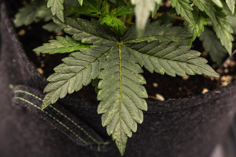 Mexican Rush - Farm #22. Week 2 - Mexican Rush - Day 14.