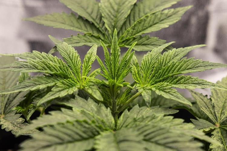 Mexican Rush - Farm #22. Week 2 - Mexican Rush - Day 14.