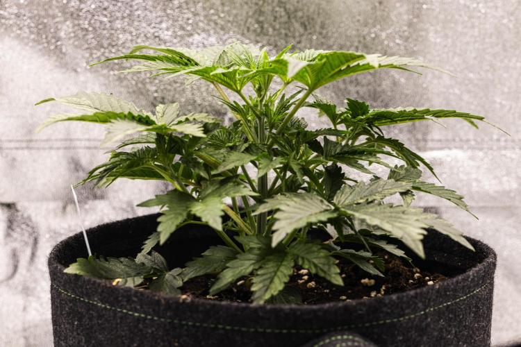 Mexican Rush - Farm #22. Week 2 - Mexican Rush - Day 14.