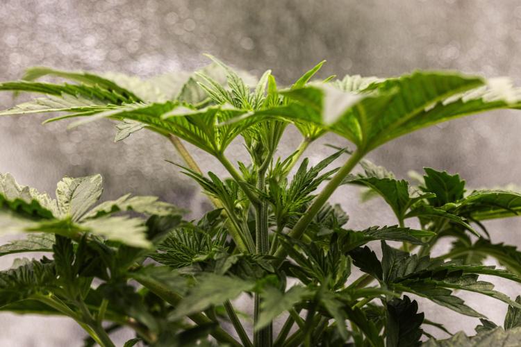 Mexican Rush - Farm #22. Week 2 - Mexican Rush - Day 14.