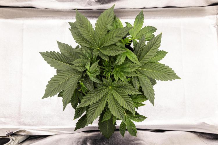 Apple Fritter - Farm #22. Week 2 - Apple Fritter - Day 14.