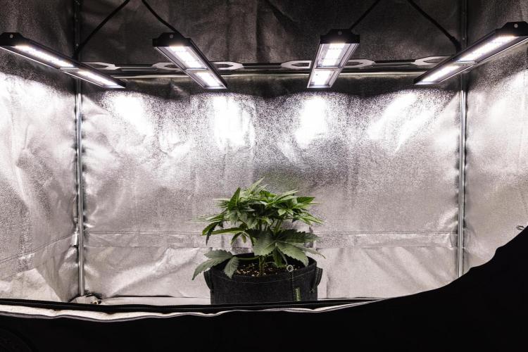 Apple Fritter - Farm #22. Week 2 - Apple Fritter - Day 14.